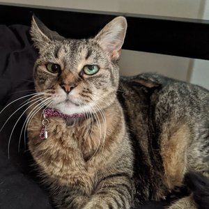 Dizzy Bizzy, Sustainable Fur Advocate